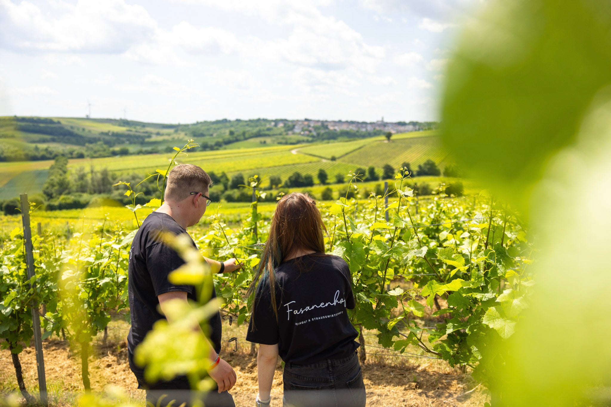 Weinlese am Weingut Fasanenhof Mainz-Ebersheim